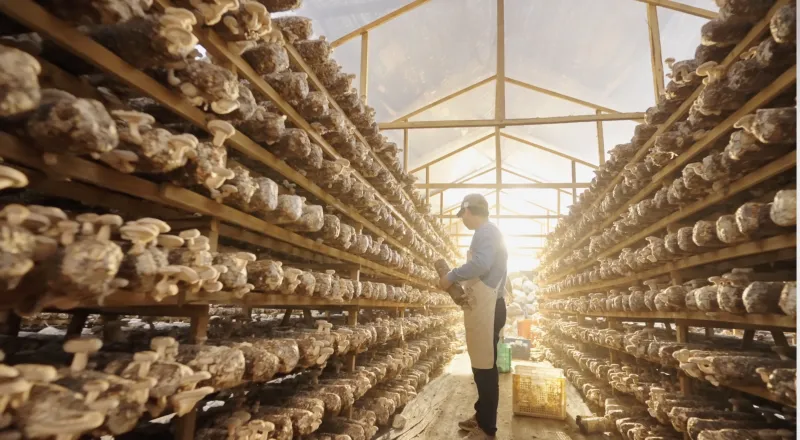 纪录片 | 庆元香菇 | 美食系列片