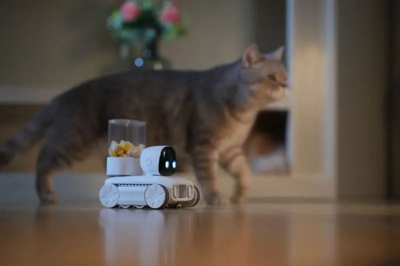 当科技遇见温暖 | 一只猫与一台机器人如何诠释现代陪伴