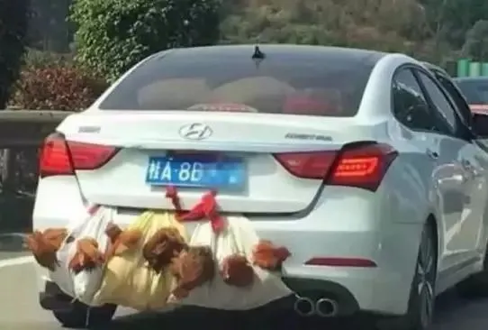 “爸妈的后备箱”你被暖到了吗？